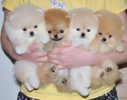 Mini pomeranian bez PP