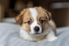 Welsh Corgi Pembroke - Chovatesk stanica CaramelAnarchy.sk