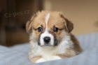 Welsh Corgi Pembroke - Chovatesk stanica CaramelAnarchy.sk