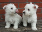 Prodm mini mini tata West Highland White Terriers