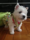 Prodám mini mini štěňata West Highland White Terriers