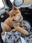 Prodm tata shiba inu