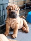 Prodm zdrav tata okovan shar-pei.