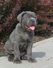 Prodm tata italskho Cane Corso