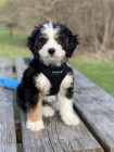 Prodám zdravá a očkovaná štěňata mini hraček Bernedoodle.