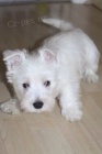 Prodm mini mini tata West Highland White Terriers