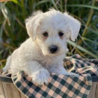 Westiepoo TATA K ADOPCI