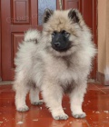 Nmeck pic vl / keeshond tata s PP