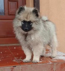 Německý špic vlčí / keeshond štěňata s PP