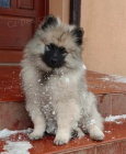 Německý špic vlčí / keeshond štěňata s PP