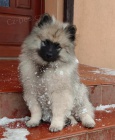 Nmeck pic vl / keeshond tata s PP