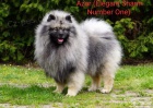 Německý špic vlčí / keeshond štěňata s PP
