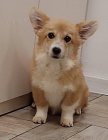 Pembroke Welsh Corgi tata