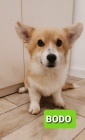 Pembroke Welsh Corgi tata