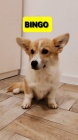 Pembroke Welsh Corgi tata