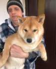 Shiba Inu tata