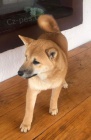 Shiba Inu tata