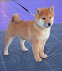 Shiba Inu tata