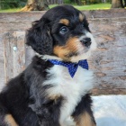 Prodám mini štěňata Bernedoodle.