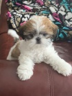 Prodm tata SHIH TZU