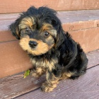 Prodm tata Yorkiepoo