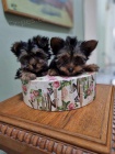 jorkšírský teriér (Yorkie) štěňata
