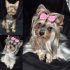 jorkšírský teriér (Yorkie) štěňata