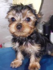 jorkrsk terir (Yorkie) tata