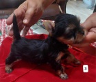 jorkšírský teriér (Yorkie) štěňata