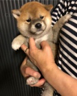 ŠTĚŇATA MINI SHIBA INU