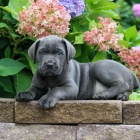 Prodm zdrav okovan tata italskho Cane Corso