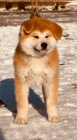 Japonsk Akita Inu tata