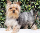 jorkrsk terir - tata yorkie