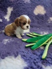 Kavalr king Charles spaniel - tata s PP