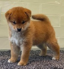 JAPONSK TATA SHIBA INU