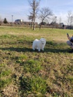 Samojed tata