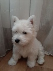 Prodám mini mini štěňata West Highland White Terriers