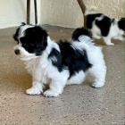 Prodám roztomilá a zdravá štěňata havanese.