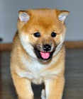 TATA MINI SHIBA INU.