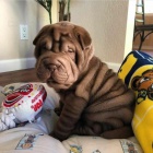 Prodm zdrav tata shar-pei.