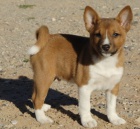 Prodám štěňata Basenji