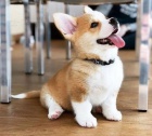 Prodm tata Pembroke Welsh Corgi.