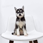 Prodm tata ALASKAN KLEE KAI