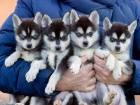 Prodm tata ALASKAN KLEE KAI