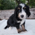 Prodám štěňata Bernedoodle.