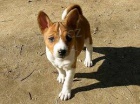Prodm tata Basenji.