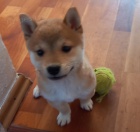 Shiba inu