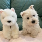 Prodám štěňata West Highland White Terriers
