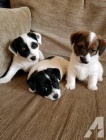 Jack russell terier kluk