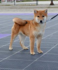 Shiba Inu tata